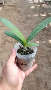 Anggrek Doritis Blue: Bibit Bunga Cantik Untuk Remaja