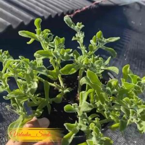 [Virladia Seeds] 100 Biji Benih tanaman selada kristal Es