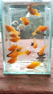 moly fish balon isi 50ekor