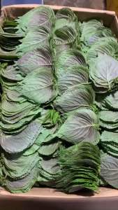 Sỉ lá mè Hàn Quốc 300gr (100~150 lá)