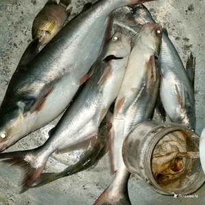 1 hủ mồi câu cá lăng 150g