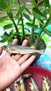 Ikan asin COD PEDA LAYANG TAWAR 1kg termurah promo!! tidak asin sama sekali