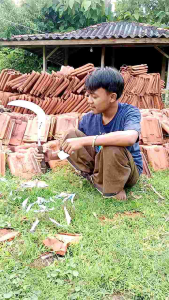 Arit Rumput Bintang 5 Asli MADURA: Perawatan Rumput Mudah