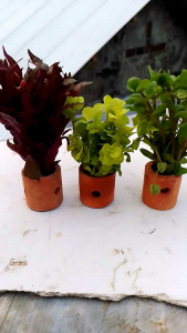 Paket Hemat Tanaman Aquascape & Paket Pelangi Isi 3 Pot
