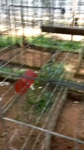THUỐC GÀ-FLODOXY(MĨ)-ĐTRỊ CÁC BỆNH HOHENKHÒ KHÈKHÓTHỞ.SỔ MŨISƯNG PHÙ ĐẦU.MẶT.TÉ GIÓ TOIGÀ.TỤ.HUYET TRÙNGGÀ RÙCHƯỚNG DIỀU ĂN KO TIÊU.PÂN XANHTRẮNGVÀNG