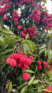 Bibit Leci Merah🌱 Merupakan Salah Satu Tanaman Buah Favorit Yang Banyak Di Sukai Masyarakat Rasa Buah Yang Manis.Keunggulan Bibit Cepat Berbuah Juga Bisa Tanam Dalam Pot Berbuah Pendek. Pemesanan Bisa Bayar Ditempat COD