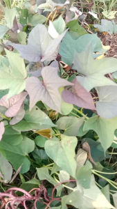 daun umbi jalar atau umbi ungu segar 250g