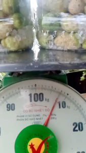(Hủ36kg)3kg Trái Nhàu Ngâm 600g Đường Phèn ( Trái Nhàu Già - Căng Mọng)