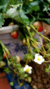 bâu dâu tây giống hana ngọt sẵn hoa sẵn quả