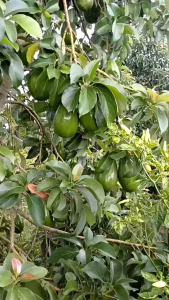 pupuk pelebat buah booster alpukat 250gram