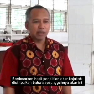 Akar Kayu Bajakah Kalalawit Merah Original Asli Kalimantan Herbal Untuk Mengobati Kanker Tumor Benjolan Asam urat strok diabetes ambeien asma kelenjar getah bening darah tinggi TBC keputihan prostat amandel sering keram gondok liver sakit pinggang magg