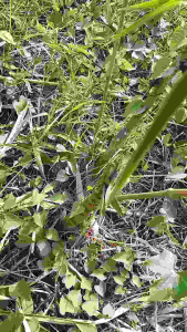 พันธุ์ ไผ่ปักกิ่ง (ไผ่ยักษ์น่าน) ลำใหญ่ หน่อหวาน มอดไม่กิน ปลูกง่าย โตเร็ว+ ฟรี! คู่มือปลูกและดูแลไผ่