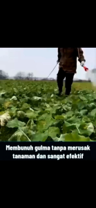 Kill Grass Panda Raja Pembunuh Hama Gulma | Membasmi Lebih Dari 100 Jenis Hama dan Gulma Membandel