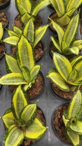 ลิ้นมังกรแคระ กระถาง 4 นิ้ว (Golden Hahnii) ต้นไม้ฟอกอากาศ ต้นไม้ในบ้าน