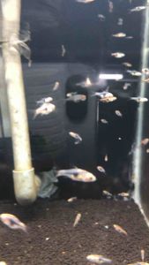 Purple Harlequin Rasbora/Readystock/Freshwater/Ornamental Fish