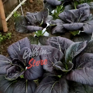 (-+ 1.000 butir) Benih tanaman pakcoy merah import [kemasan pabrik]