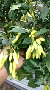 [ TERLARIS ] BESTOP Benih Cabe Rawit Gerombol 10gr 2000 biji Unggul Berkualitas Tahan Virus