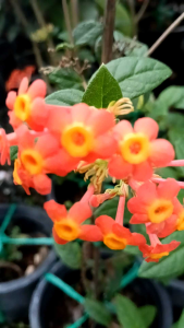 เข็มมาดากัสการ์ กระถาง 8 นิ้ว ต้นสวย (กทม)