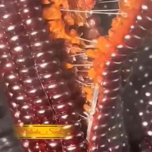 [Virladia Seeds] Biji Benih tanaman Jagung ketan pulut ungu