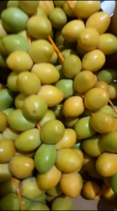 Kurma Muda Barhee Barhe 1 Kg Fresh Promil