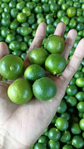 10kg Jeruk sonkit jeruk kunci jeruk kalamansi