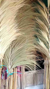 BUNDLING ISI 2 HOME DECOR RAYUNG KERING PANJANG COCOK UNTUK PHOTO STUDIO DEKORASI INTERIOR DLL MURAH