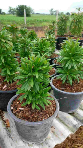 มะพน้าวทะเลทราย โคนพุ่มคริสต์มาส