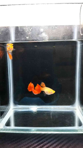 (孔雀鱼)白化全红白子 1套1男2女 (Guppy) Albino all red and white 1 set 1 male 2 females