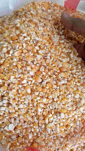 TERMURAH JAGUNG PECAH KEMASAN 5 KG DAN 10 KG MURNI TANPA ADA CAMPURAN DAN BAHAN PENGAWET COCOK UNTUK PAKAN BURUNGAYAM DAN SEJENISNYA