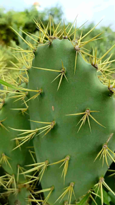 ต้นกระบองเพชร โอพันเทียทูน่า (ตัดสด) opuntia tuna หนามทอง หนามโหด (สวนเราเอง)