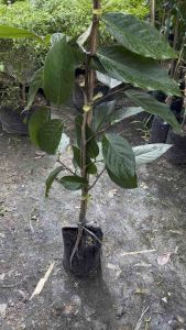 ต้น มหาพรมราชินี ต้นไม้หายาก แม่ฮ่องสอน สูง 60-70 ซม