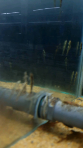 Lizard Loach//Ornamental fish/Freshwater/Readystock