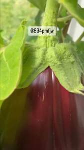 เมล็ดพันธุ์ ชุดมะเขือ มิโตโย ญี่ปุ่นหวานกรอบ มีวิธีปลูก