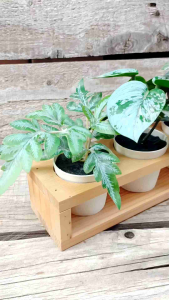 กล่องใส่กระถางต้นไม้ บล็อคไม้ ช่องขนาด 2 - กล่องไม้สน ชั้นวางต้นไม้ กล่องวางแคคตัส กล่องวางแก้วช๊อต เคลือบแลคเกอร์และดังนี้