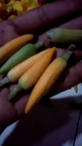 BUNGA CEMPAKA /KANTIL PUTIH /KUNING