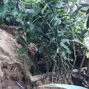 Cây giống chanh Mỹ Chanh Tây cao 12m cây chanh vàng quả dài