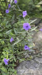 ฟ้าประทานพร ต้อยติ่งฝรั่ง กิ่งพันธุ์ 5 กิ่ง