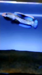 Pelet Limbata Super Color RKFish Aquatic Pakan Channa Limbata