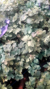 Ready paket hemat 2 Bibit Anggur Import Emir Hasil stek batang