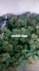 Paket Diskon 2 Bibit Anggur Impor Jupiter Hasil Ownroot