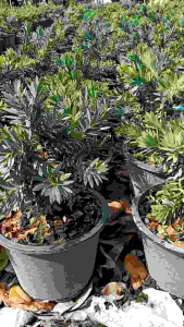 ต้นแปรงล้างขวดพันธุ์แคระใบใหญ่ดอดสีแดงสด กระถาง 11 นิ้ว