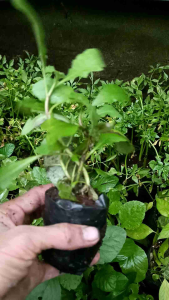 cây giống Cải trời hay còn gọi là Cải ma Kim đầu tuyến Cỏ hôi