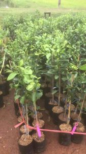 ต้นส้มพันธุ์เดโกปอง เสียบยอดแท้ ไม่เกิน 1 ปี มีผล ต้นส้มเดโกปอง (Dekopon) ส้มญี่ปุ่นที่ได้ชื่อว่าเป็นส้มที่อร่อยที่สุด