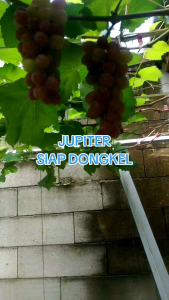 bibit anggur import jupiter seedless asli