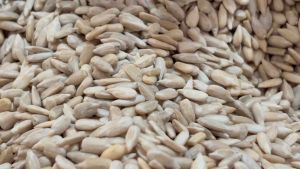 เมล็ดทานตะวัน แกะเปลือก อบพร้อมทาน กรอบ อร่อย เคี้ยวมัน เคี้ยวเพลิน ธัญพืชเพื่อสุขภาพ