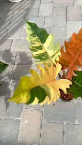 Philodendron Caramel Marbleด่างเหลืองหลากสีไม้เนื้อเยื่อคัดด่างขนาดเล็กอนุบาลพร้อมส่ง