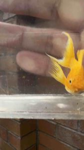 🔥NEW@HOT🔥 🇻🇳 SUPER-GOLD Balloon Molly Fish Pair (TOP PREMIUM GRADE) (STRAIN BARU) (SUPER RARE)
