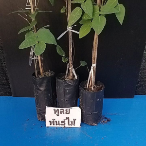 ต้นอะเคบิ (Akebi) หรือ Chocolate Vine ผลไม้พื้นเมืองของประเทศญี่ปุ่น เปลือกมีสีม่วง