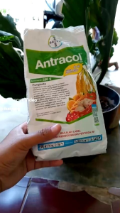 Fungisida Antracol 70 WP 250 Gram