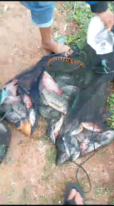 RG 21 merah hijau hitam Essen pengumupul ikan nila waduk paling ampuh